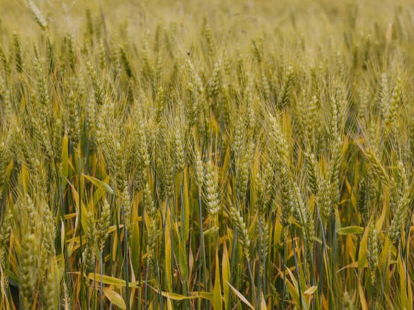 No acumulado até o terceiro trimestre, agro puxa crescimento da economia com alta de 11,6%